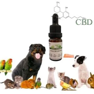Huile CBD animaux