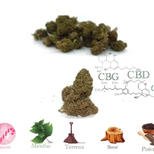 Power Plant CBD